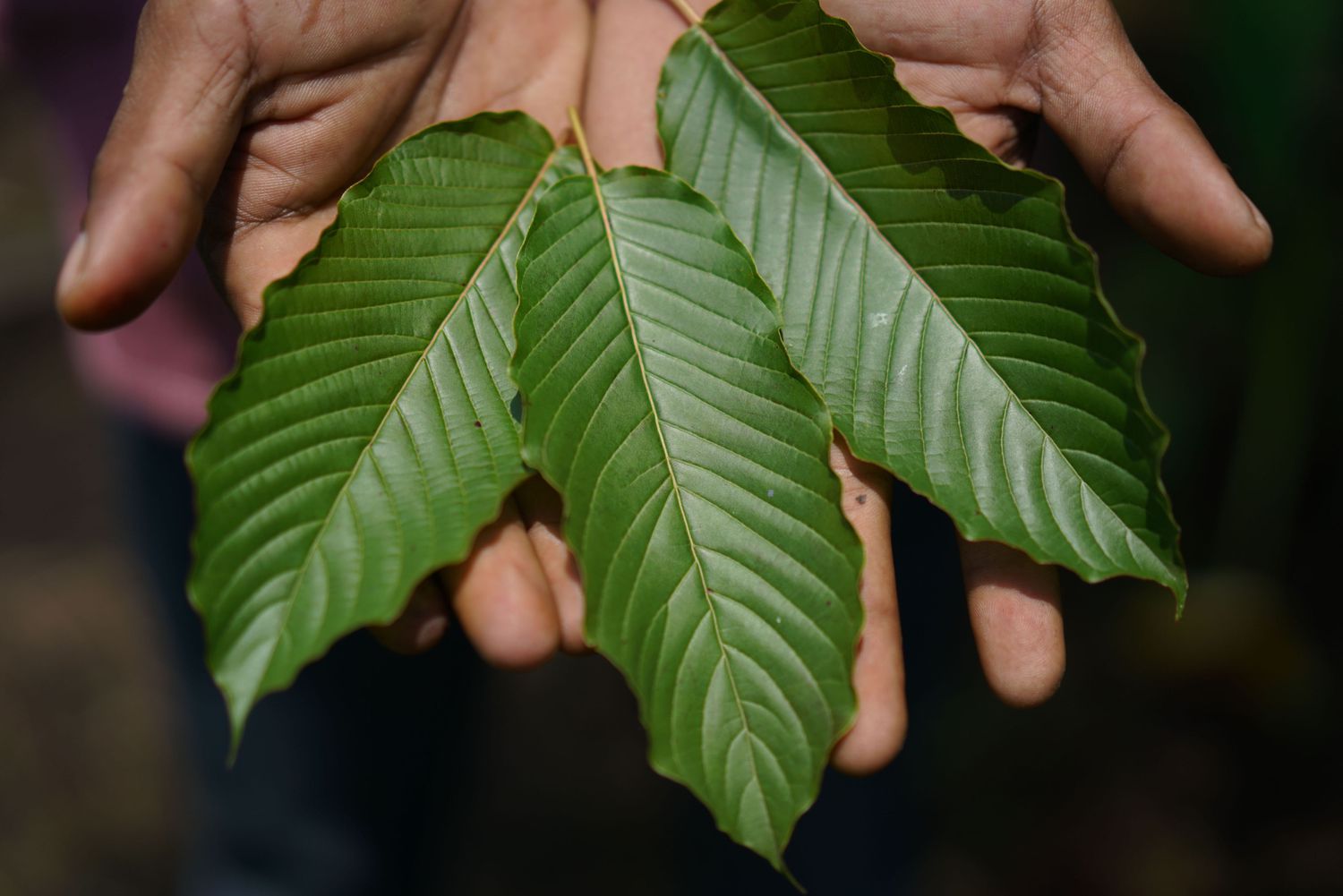 Investigating CBD and Kratom: Natural Alternatives for Wellness and Pain Relief